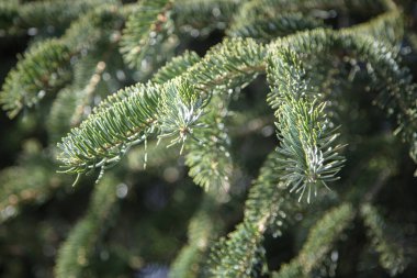 Güzel gür köknar dalları. Narin yeşil iğneler. Doğa. Kırsal Park. Kozalaklı ağaç. Kapat..