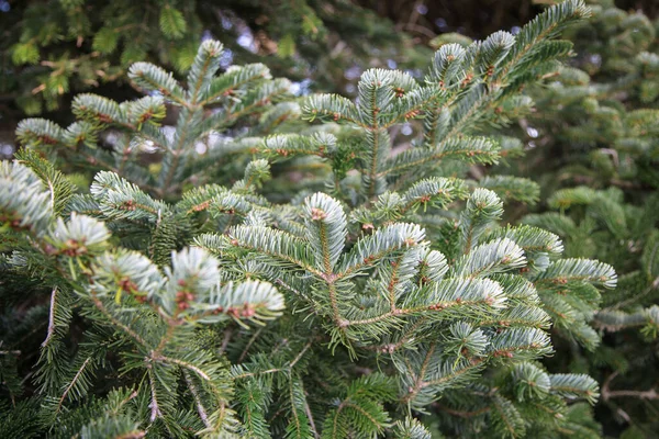 Belles Branches Sapin Luxuriantes Des Aiguilles Vertes Délicates Nature Rural — Photo