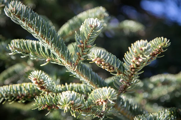 Belles Branches Sapin Luxuriantes Des Aiguilles Vertes Délicates Nature Rural — Photo