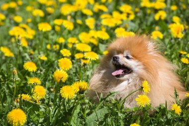Sarı çiçekli bir çayırdaki güzel küçük Pomeranya köpeği. Kırsal çayır. Güneşli bir gün. Bahar çiçekleri karahindiba. Şirin, oynak köpek..
