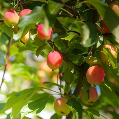 Kırsal bir bahçede güzel kırmızı-sarı sulu elmalar. Büyük hasat. Dalda bir sürü elma var. Faydalı doğal ürün.