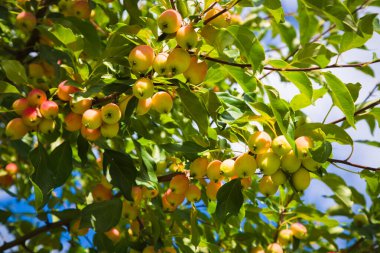 Kırsal bir bahçede güzel kırmızı-sarı sulu elmalar. Büyük hasat. Dalda bir sürü elma var. Faydalı doğal ürün.