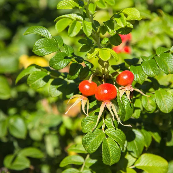 Yeşil bir çalılıkta büyük kırmızı gül ağacı meyveleri. Güneş tarafından aydınlatılmış yeşil oyulmuş yapraklar. Kırsal Park. Sebze vitaminleri