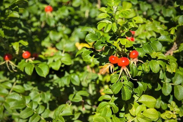 Stora Röda Nypon Frukter Grön Bush Gröna Snidade Blad Belysta — Stockfoto