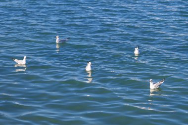 Beyaz martılar denizin mavi sularını çevreledi. Kuşlar balıkları yakalar. Güneşli bir gün