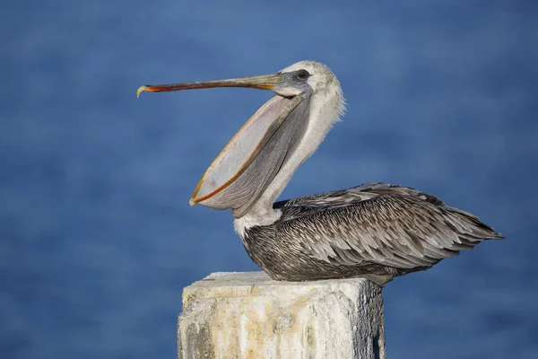 Unreifen braunen Pelikan gähnen auf einem Dock Haufen - florida — Stockfoto