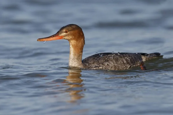 Harle à poitrine rouge nageant dans le golfe du Mexique - Floride — Photo