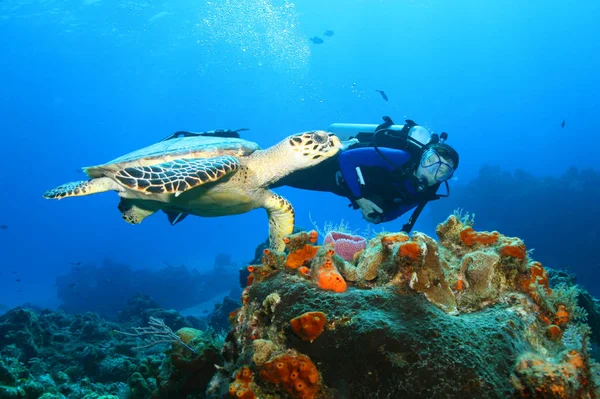 Mergulhador nadando com uma tartaruga Hawksbill - Cozumel, México — Fotografia de Stock