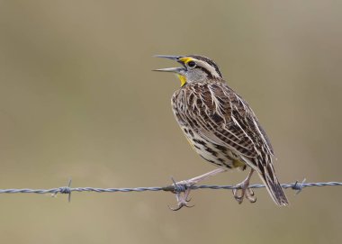 Doğu Meadowlark tünemiş bir tel çit - Florida 