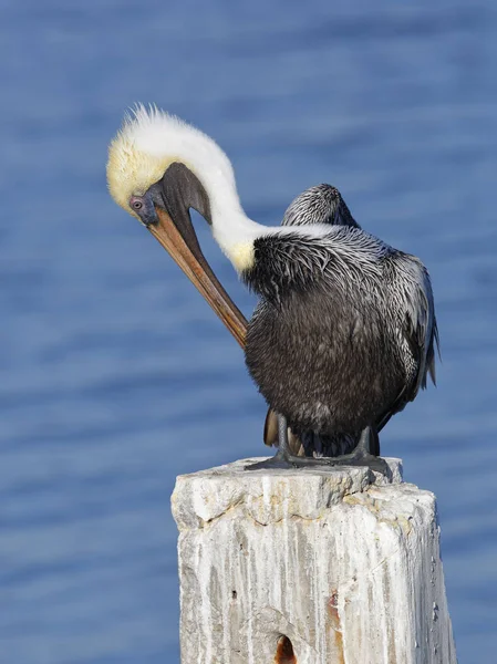 Brown Pelican Preening le sue piume su un post - Florida — Foto Stock