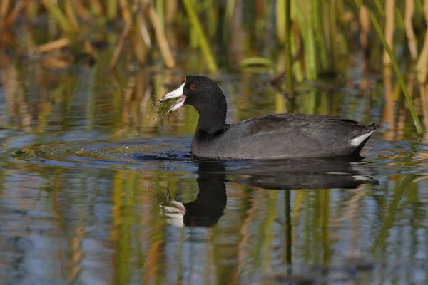 American Coot alimentation sur la végétation aquatique - Floride — Photo