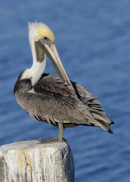 Brown Pelican Preening le sue piume su un post - Florida — Foto Stock