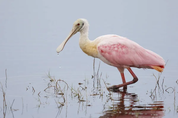 Roseate Spoonbill Wading in a Shallow Pond - Florida — Stock Photo, Image