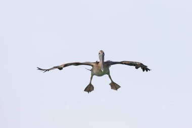 Olgunlaşmamış kahverengi Pelikan - Florida inişe