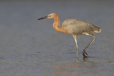 SAP onun hayvanın avı - Florida kırmızımsı ak balıkçıl