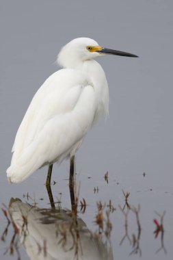 Snowy balıkçıl sığ bir bataklık - Florida gölet ve göllerde