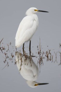 Snowy Egret wading in a shallow marsh - Florida clipart