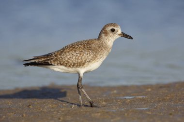 Kara karınlı cılıbıt sigara üreme kuş tüyü - St. Petersburg, F içinde
