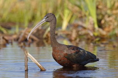 Parlak Ibis gölet ve göllerde bir kuyrugu marsh - Florida