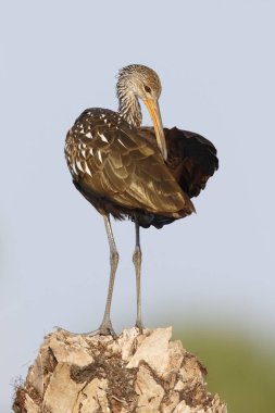 Tüyleri bir palm güdük - St. Petersburg bakıp limpkin, 