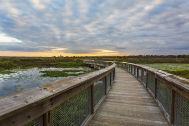 Boardwalk through a wetland - Gainesville, Florida clipart