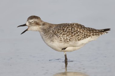 Kara karınlı cılıbıt Florida kumsalda esneme