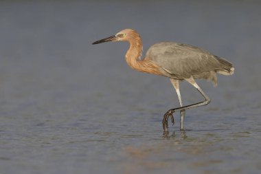 Bir lagün - Florida avını takip kırmızımsı ak balıkçıl