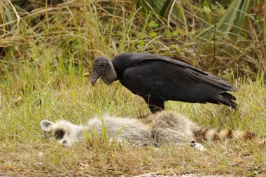 Black Vulture scavenging a dead raccoon - Florida clipart