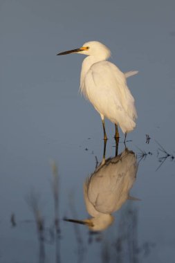Snowy balıkçıl ve yansıma - Florida