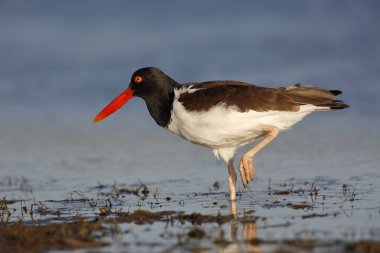 Amerikan Oystercatcher ayakta bir bacak - Florida