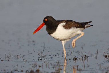 Amerikan Oystercatcher ayakta bir bacak - Florida