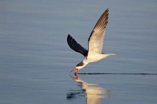 Skimmer preto (Rynchops niger) alimentando-se na superfície da água — Fotografia de Stock