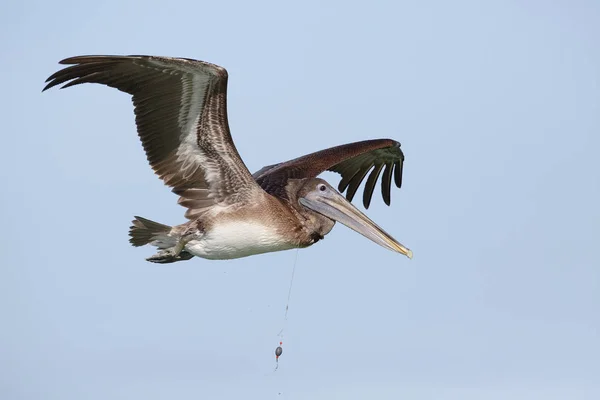 Pelicano marrom imaturo com uma linha de pesca em torno de seu pescoço - Flo — Fotografia de Stock