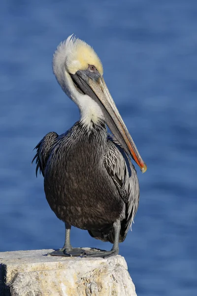 Brown Pelican appollaiato su un pelo dock - Florida — Foto Stock