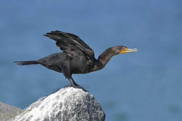 Doppelhaubenkormoran bereitet sich auf seinen Flug vor - florida — Stockfoto