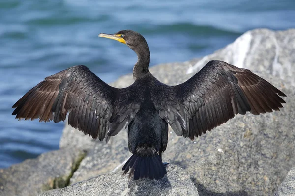 Doppelhaubenkormoran breitet seine Flügel zum Trocknen aus - florida — Stockfoto