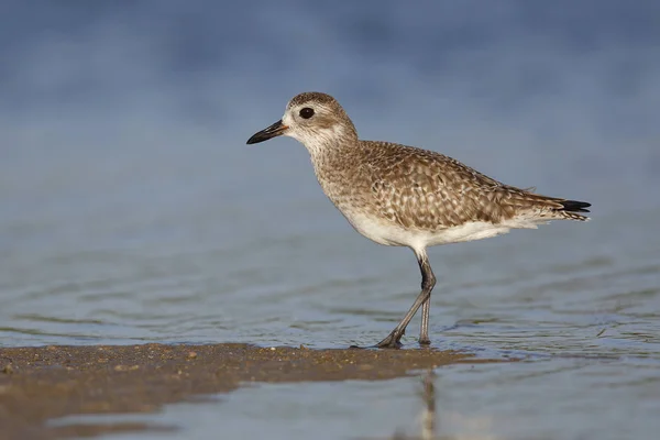 Black-bellied Plover in non-breeding plumage - St. Petersburg, F — Stock Photo, Image