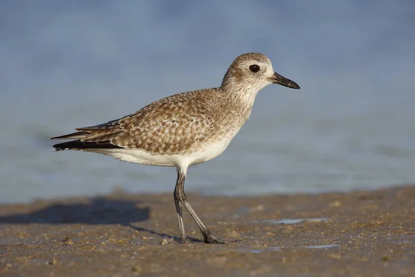 Möwe — Stockfoto © kelifamily #37310961