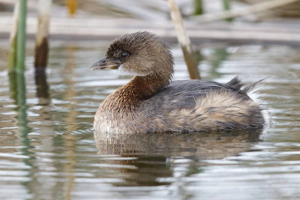 Grèbe à bec court nageant dans un marais à quenouilles - Floride — Photo