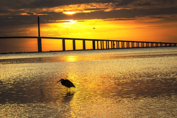 Büyük mavi balıkçıl güneş doğarken - St. Petersburg, Florid kontrast — Stok fotoğraf