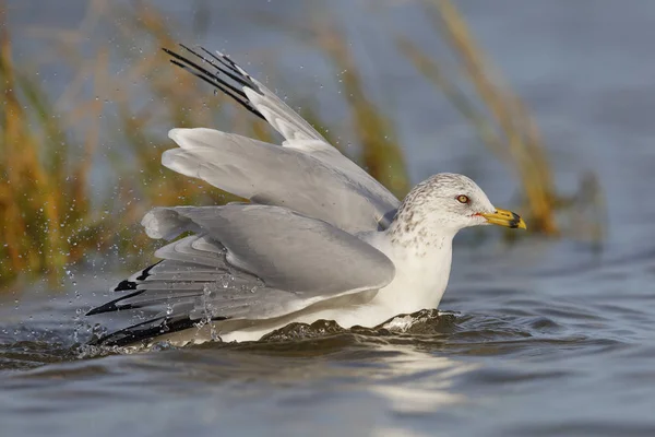 Галльская чайка купается в озере-шалоу - Флорида — стоковое фото