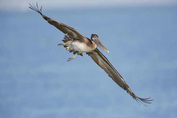 Banca inmadura de Brown Pelican en vuelo - Florida — Foto de Stock