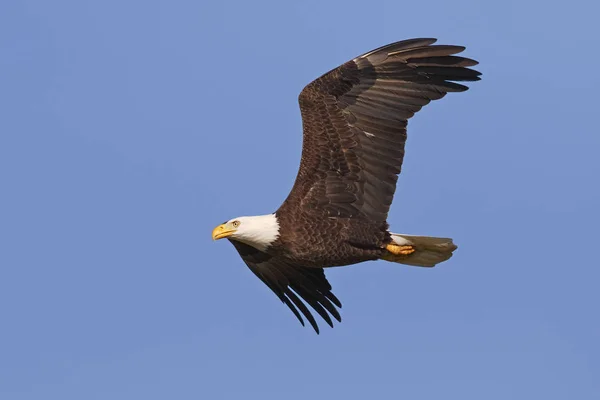 Ενηλίκων φαλακρός αετός στην πτήση - Gainesville, Φλώριδα — Φωτογραφία Αρχείου