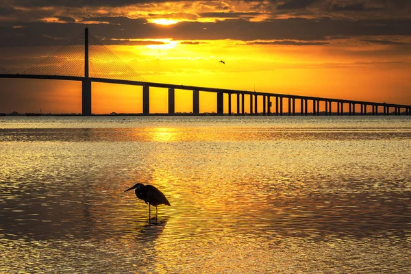 Great Blue Heron silhouetted at sunrise - St. Petersburg, Florid — Stock Photo, Image