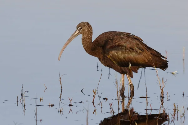 Gesy Ibis кормится в низком пруду - Флорида — стоковое фото