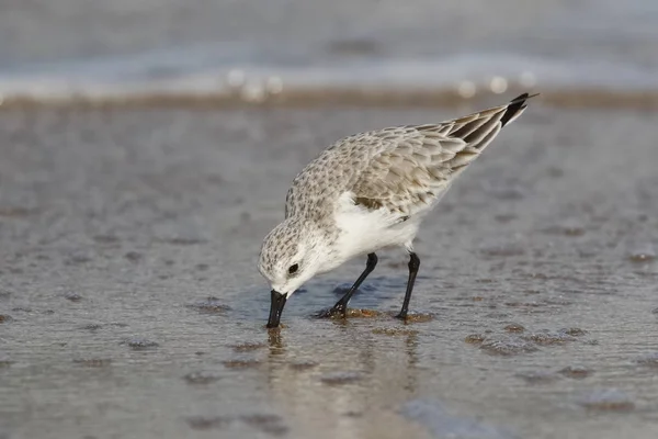 Sanderling in winter plumage foraging on a Florida beach — Stock Photo, Image