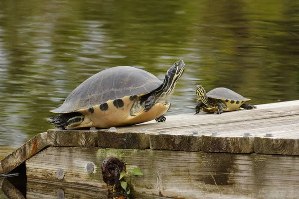 Bir Florida irili ufaklı Yellow-bellied kaydırıcıları dock