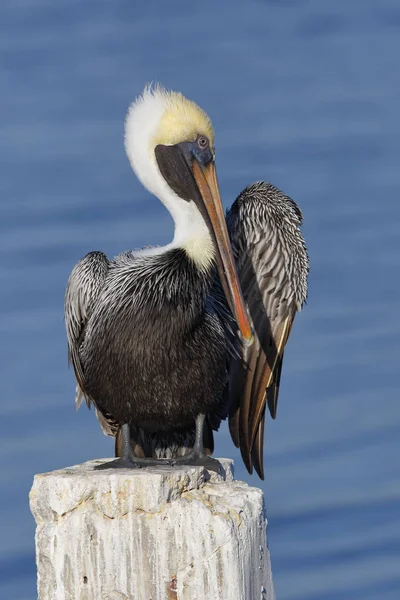 Brown Pelican preening suas penas em uma doca da Flórida empilhando — Fotografia de Stock