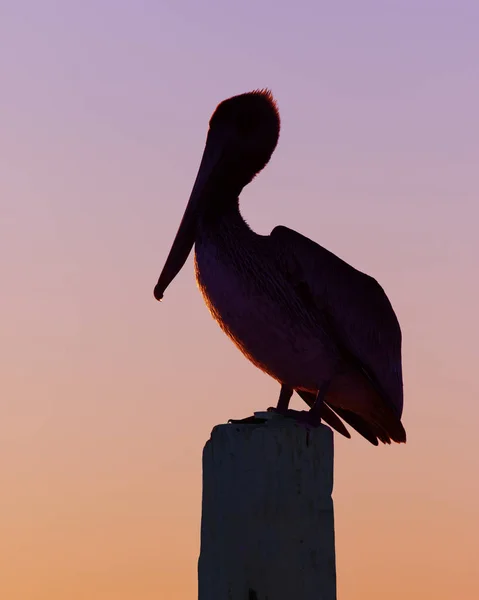 Silhueta de um pelicano marrom ao pôr-do-sol - Florida — Fotografia de Stock