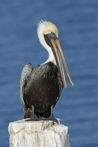 Brown Pelican preening le sue piume su un bacino della Florida palificazione — Foto Stock